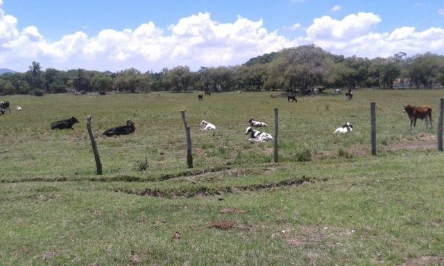 Foto 1 - Fazenda para gado procuro para arrendamento