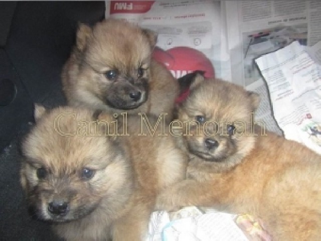 Foto 1 - Chow chow alegres e lindos