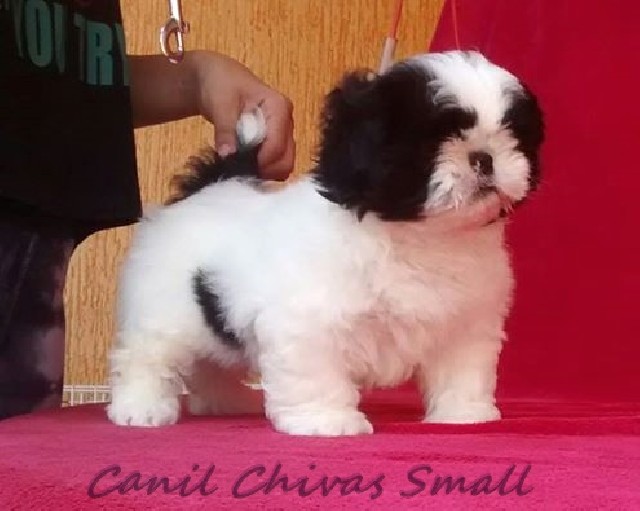 Foto 1 - Filhotes de shih tzu e yorkshire disponiveis