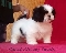 Filhotes de shih tzu e yorkshire disponiveis